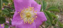 <I>Rosa pisocarpa</i> A.Gray rose photo