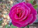 Princess Alexandra Renaissance rose photo
