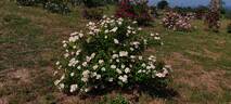 Queen of the Musks rose photo