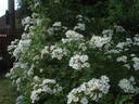 Baletka rose photo