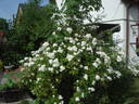 Baletka rose photo