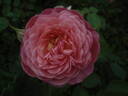 Ina an' Mona rose photo