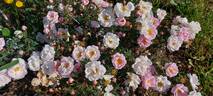 Falkland rose photo