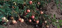 Falkland rose photo