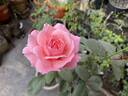 Ghita Renaissance rose photo