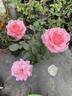 Ghita Renaissance rose photo