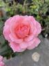 Ghita Renaissance rose photo