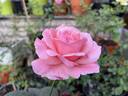 Ghita Renaissance rose photo