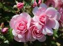Julie ® rose photo