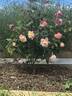 Rosette Delizy rose photo