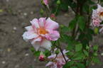 Duke of York rose photo