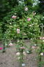 Duke of York rose photo