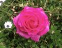 Chartreuse de Parme rose photo