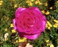 Chartreuse de Parme rose photo