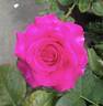 Chartreuse de Parme rose photo