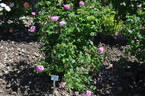 Duchesse de Berry rose photo