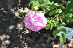 Duchesse de Berry rose photo