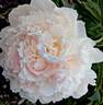 Brother Chuck peony photo