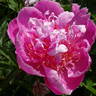 Bo Peep peony photo