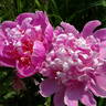 Bo Peep peony photo