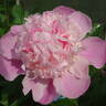 Madame Ducel peony photo