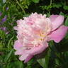 Madame Ducel peony photo