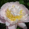 Golly peony photo