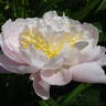 Golly peony photo