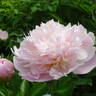 Pêcher peony photo