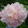 Pêcher peony photo