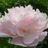 Pêcher peony photo