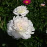 Pêcher peony photo