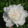 Pêcher peony photo