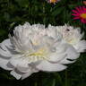 Pêcher peony photo