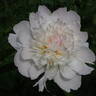 Pêcher peony photo