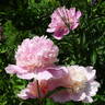 Madame Ducel peony photo
