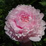 Albert Crousse peony photo