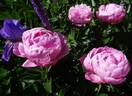Ursynów peony photo