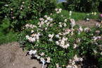 Ceres rose photo
