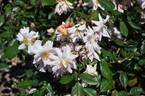 Ceres rose photo