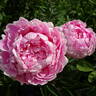 Ursynów peony photo