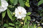 À Feuilles de Chanvre rose photo