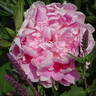 Ursynów peony photo