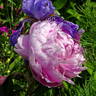 Ursynów peony photo