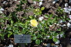 Coupe d'Or rose photo