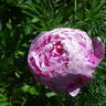 Ursynów peony photo