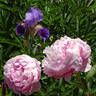 Ursynów peony photo