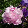 Ursynów peony photo