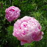 Ursynów peony photo