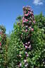 Griseldis rose photo
